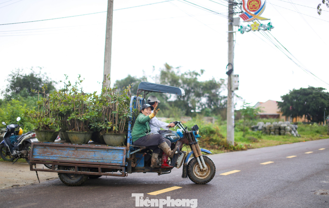 Không khí tất bật tại thủ phủ mai vàng lớn nhất miền Trung những ngày này. Ảnh: Trương Định