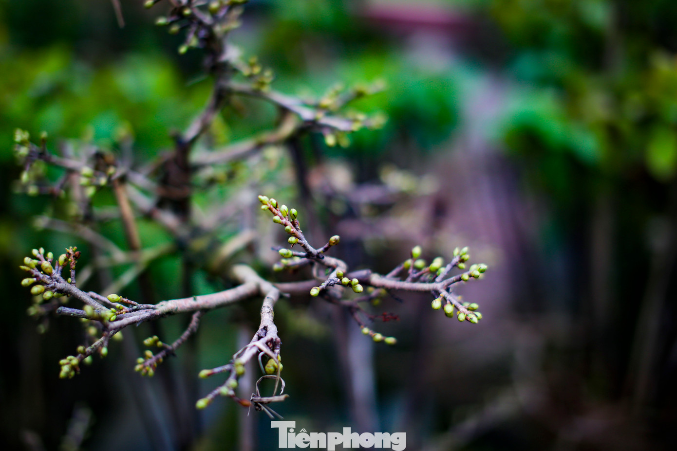 “Cây mai chủ yếu phụ thuộc vào thời tiết, nếu lặt lá sớm gặp thời tiết nắng ấm là hoa nở bung hết, còn gặp lạnh thì hoa không nở, coi như bỏ không”, ông Nguyễn Văn Sanh 65 tuổi, thôn Trung Định cho biết. Hiện nay diện tích trồng mai tăng nhiều, trong khi đó thị trường mai cũng bão hòa, sức mua không còn mạnh như trước đây. Người chơi giờ chuộng mai bonsai hơn. Ảnh: Trương Định