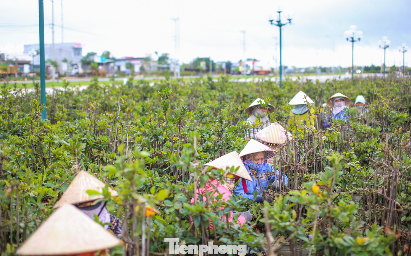 Bước vào vụ Tết, nhiều nhà vườn ngoài lao động trong nhà còn thuê thêm lao động ngoài để lặt lá mai. Ảnh: Trương Định