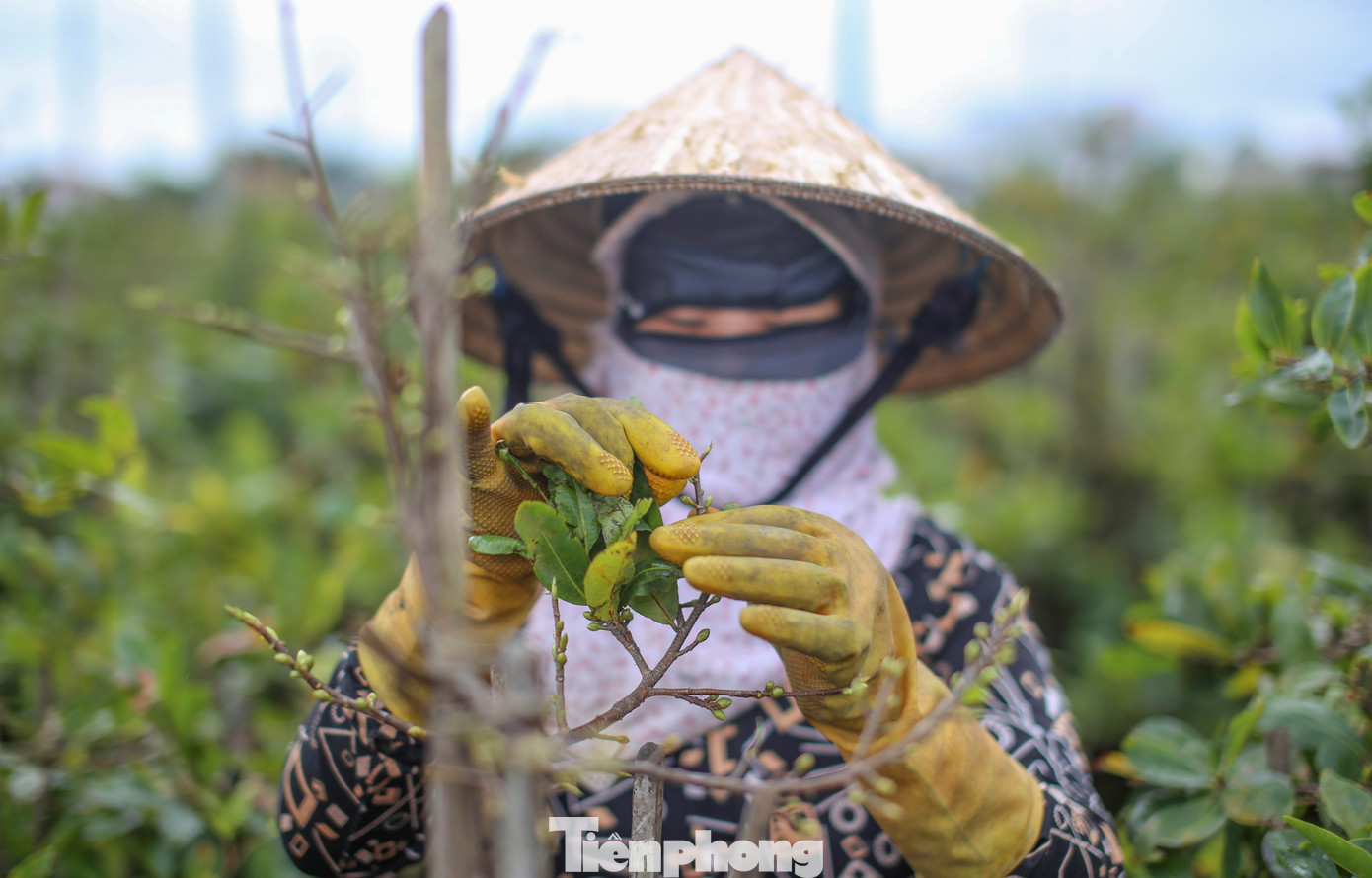 Việc lặt lá luôn phải được thực hiện đúng thời gian để mai có thể cho ra những nụ hoa to, đẹp và đều đúng dịp Tết. Ảnh: Trương Định