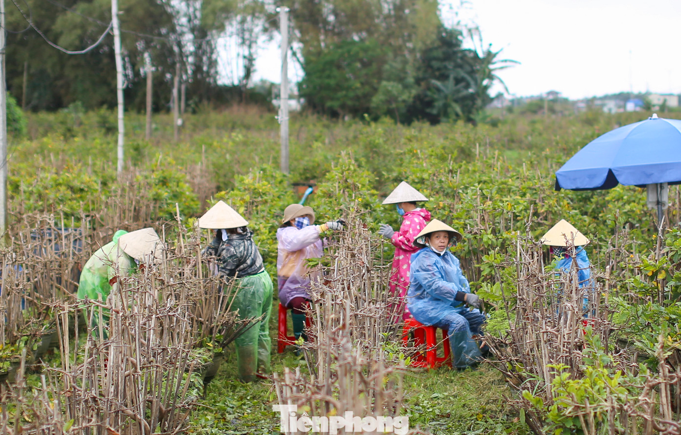 Vào tháng Chạp hằng năm, nhà vườn trồng mai ở thị xã An Nhơn (Bình Định) bận rộn với công việc xuống lá cho cây để kịp hoa xuất bán ra thị trường, phục vụ người dân vui xuân đón Tết. Ảnh: Trương Định