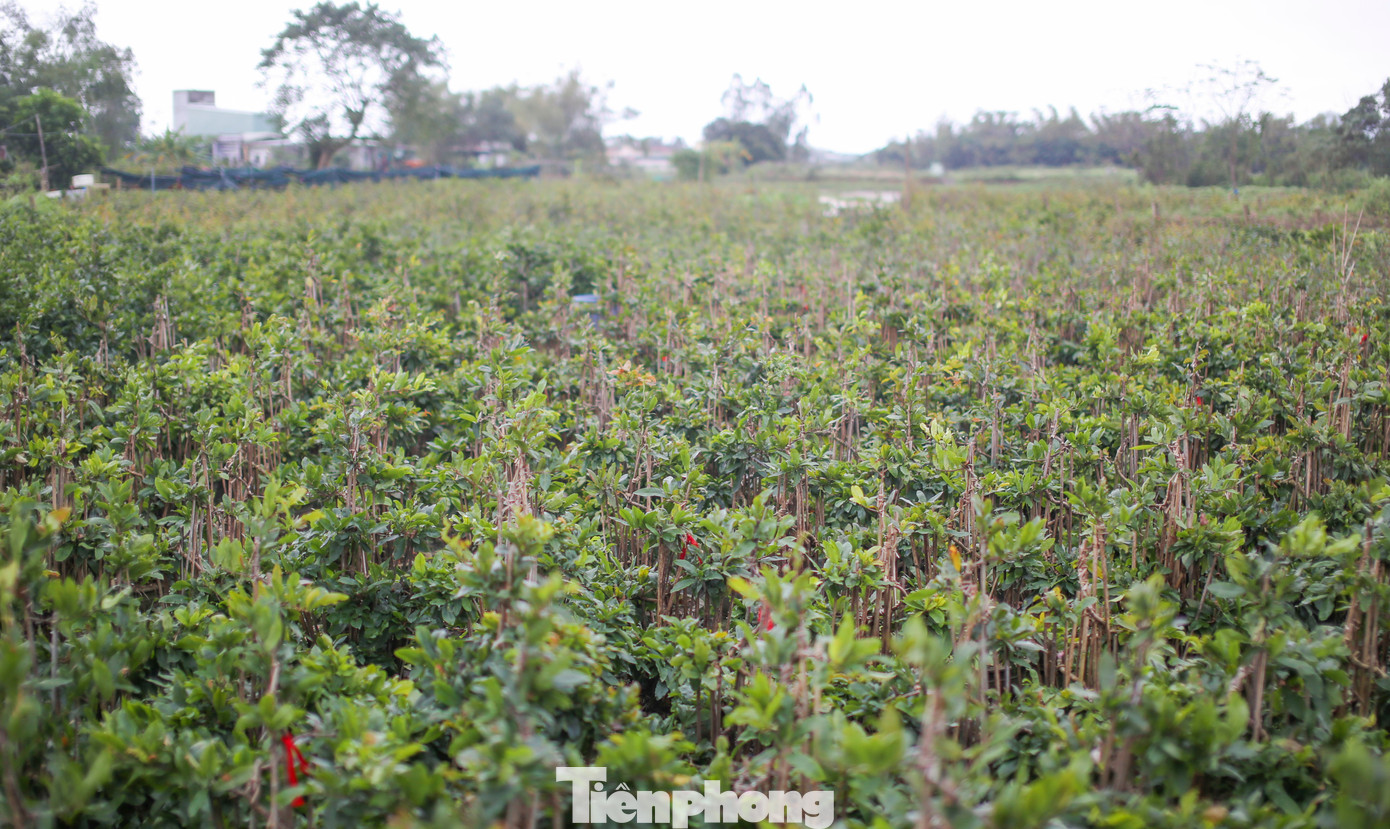 Thị xã An Nhơn được xem là thủ phủ mai vàng lớn nhất miền Trung. Nơi đây có hàng ngàn hộ dân trồng mai, với diện tích khoảng 145ha. Nghề trồng mai góp phần nâng cao thu nhập, giải quyết việc làm cho người dân trên địa bàn. Vài năm gần đây, mai Tết đem lại nguồn thu lớn cho thị xã An Nhơn. Ảnh: Trương Định