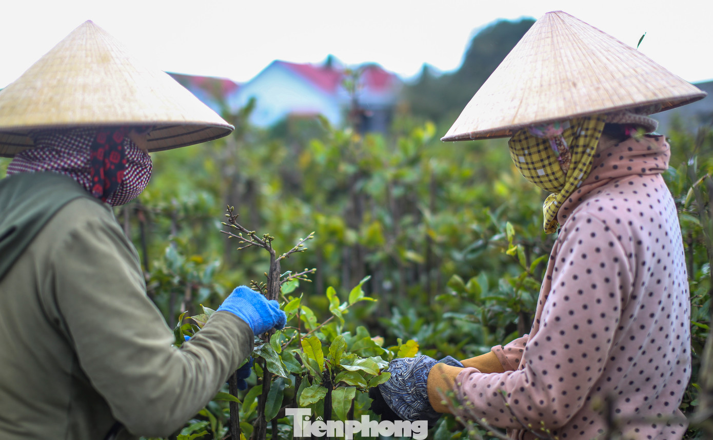 Cũng theo các nhà vườn, thời tiết hiện giờ tương đối thuận lợi, dù có mưa phùn nhưng ấm trời nên cây mai xanh tốt, nụ nhiều. Ảnh: Trương Định
