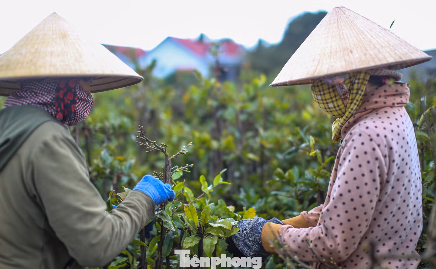Cũng theo các nhà vườn, thời tiết hiện giờ tương đối thuận lợi, dù có mưa phùn nhưng ấm trời nên cây mai xanh tốt, nụ nhiều. Ảnh: Trương Định
