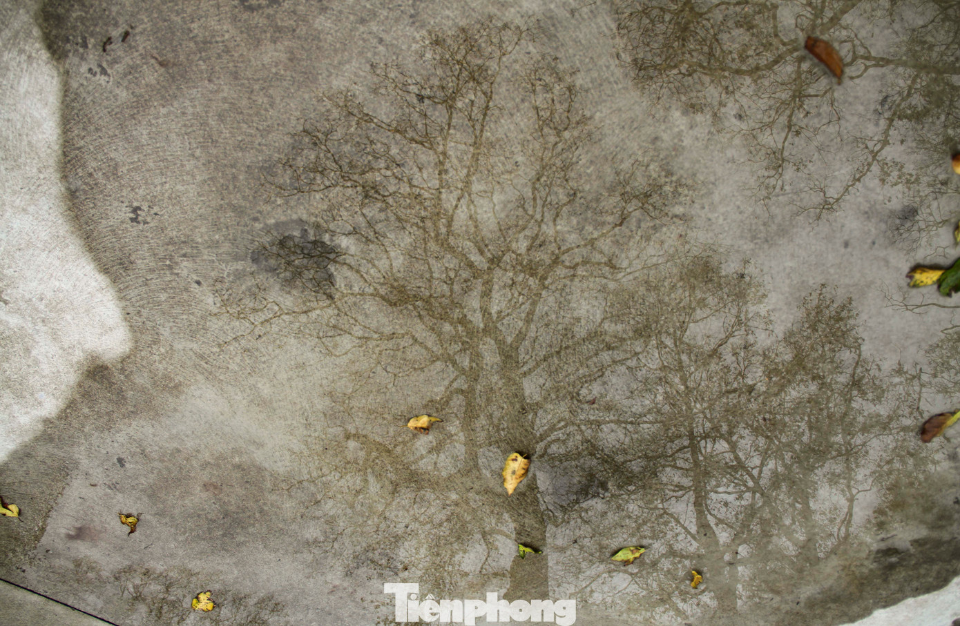 Hàng cây sao in bóng qua một vũng nước. Ảnh: Trương Định.