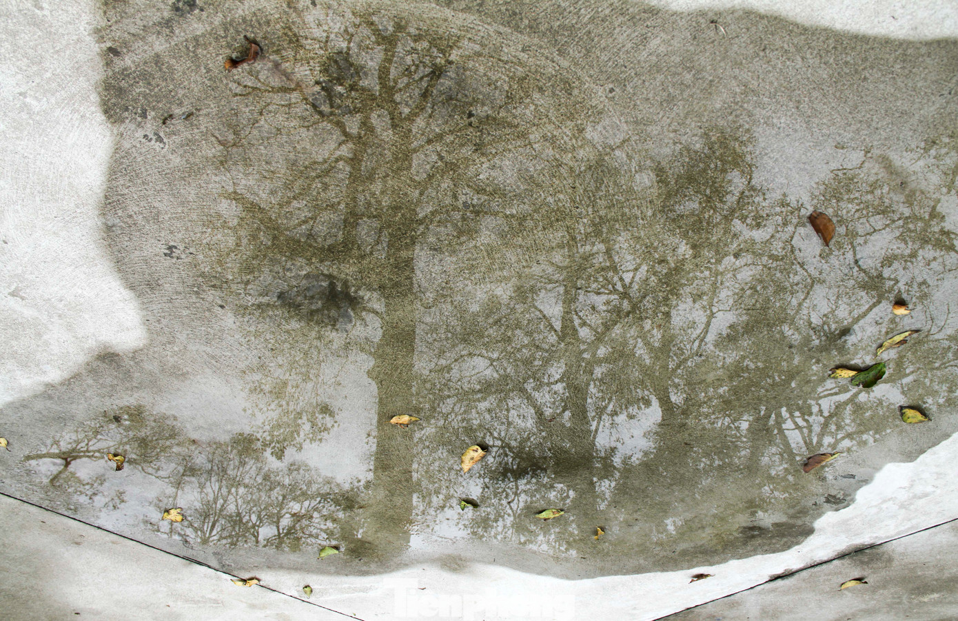 Hàng cây sao in bóng qua một vũng nước. Ảnh: Trương Định.