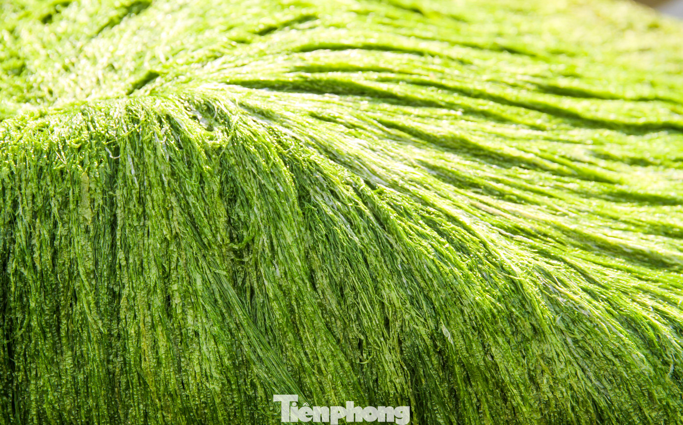 Những phiến đá phủ rêu xanh mướt. Ảnh: Trương Định