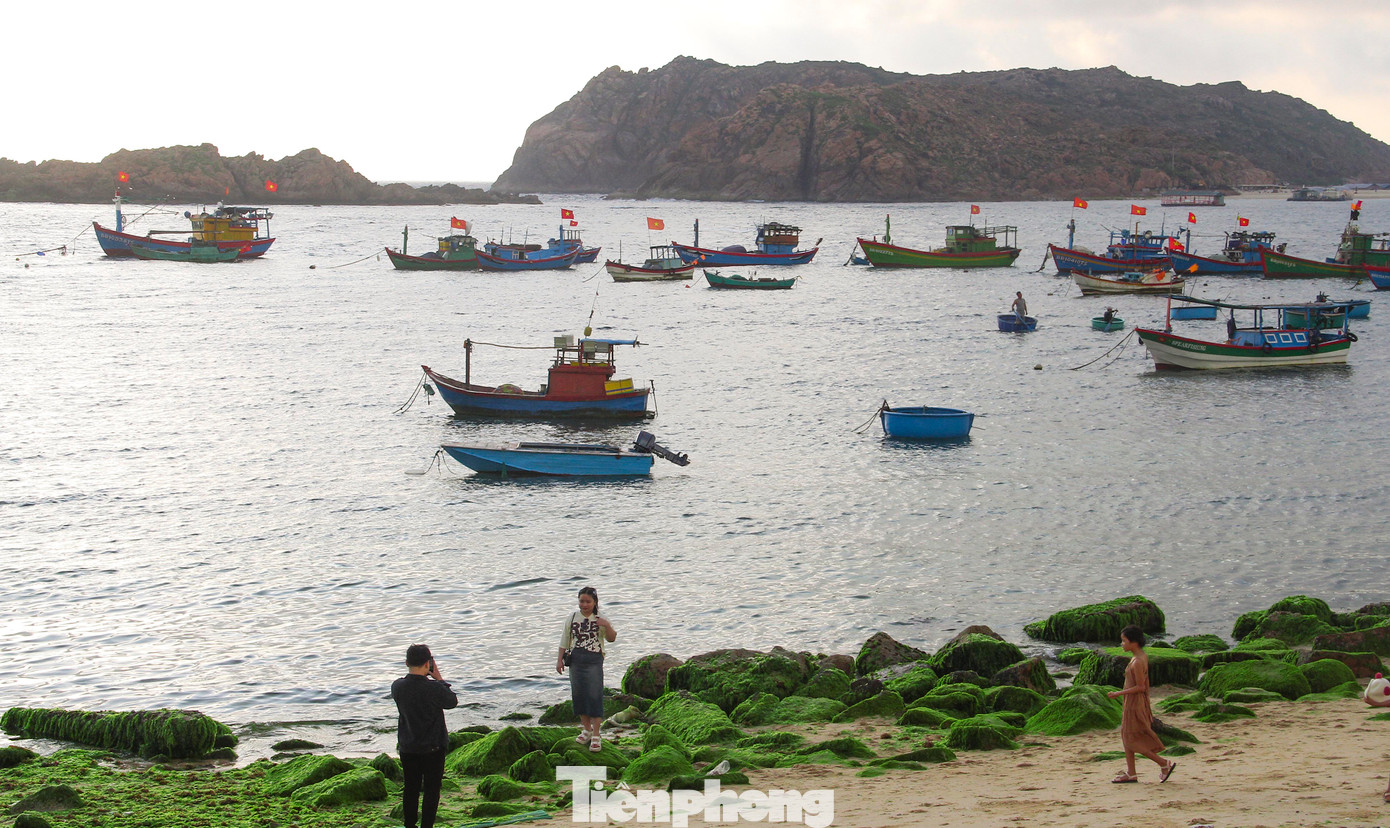 Khi trời vừa hừng sáng, nhiều lượt du khách tìm đến bãi đá rêu xanh ở xã Nhơn Hải để chiêm ngưỡng, check-in. Những phiến đá lớn, độ phủ của rêu rất đều, xanh mướt, tạo nên khung cảnh đẹp ngỡ ngàng.