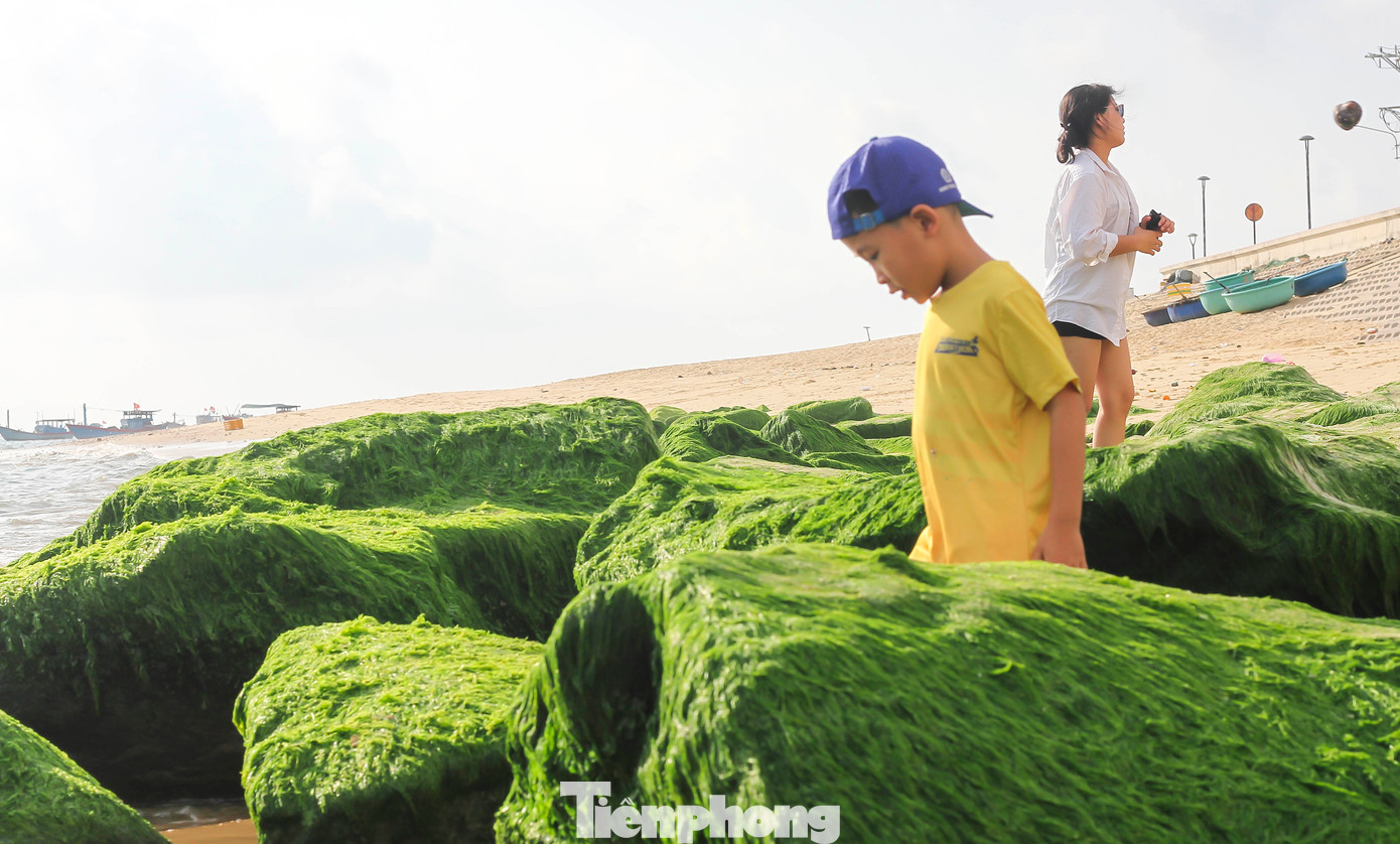 Nằm trên dãy Phương Mai, cách trung tâm TP. Quy Nhơn khoảng 20km, xã Nhơn Hải đang trở thành một điểm đến du lịch biển hấp dẫn. Đến Nhơn Hải mùa này, ngoài bãi đá rêu xanh, du khách còn tận hưởng vẻ đẹp của thiên nhiên giữa biển xanh, cát trắng, nắng vàng, tận hưởng những giây phút thư giãn, hít thở không khí trong lành. Ảnh: Trương Định