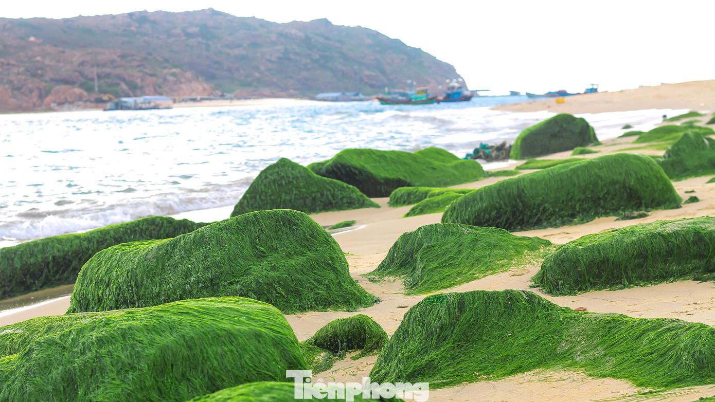 Khi thủy triều rút làm lộ những phiến đá hóa thảm rêu xanh mướt, đẹp lung linh trong ánh bình minh ở Nhơn Hải. Ảnh: Trương Định
