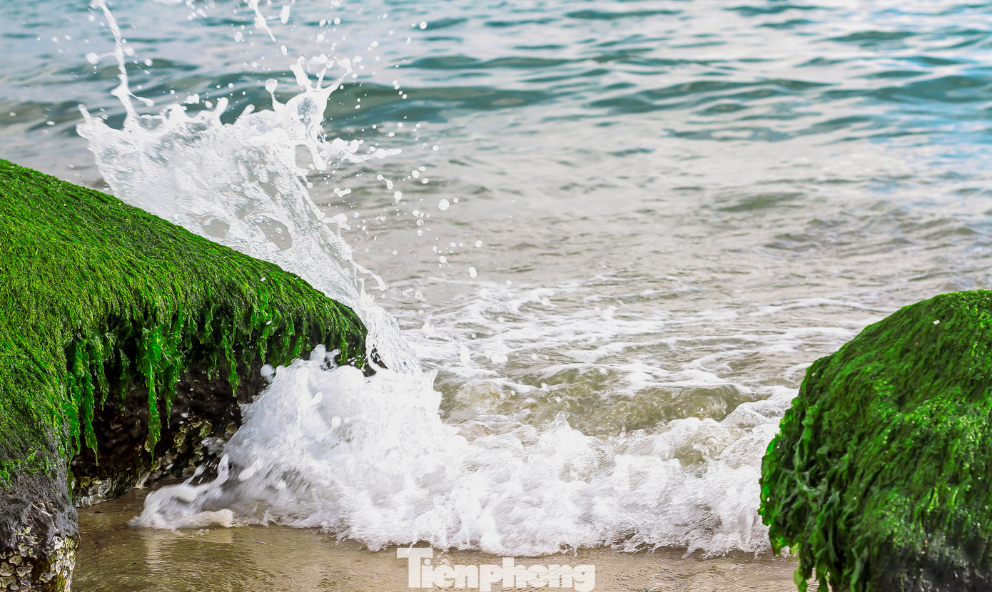 Sóng biển xô vào những phiến đá phủ đầy rêu xanh.