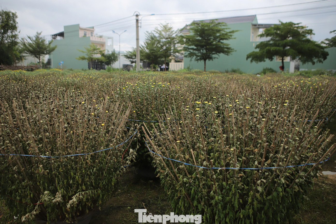 Theo thống kê ban đầu, vườn bà Lý thiệt hại 310 chậu hoa cúc, tổng trị giá ước tính khoảng 100 triệu đồng.