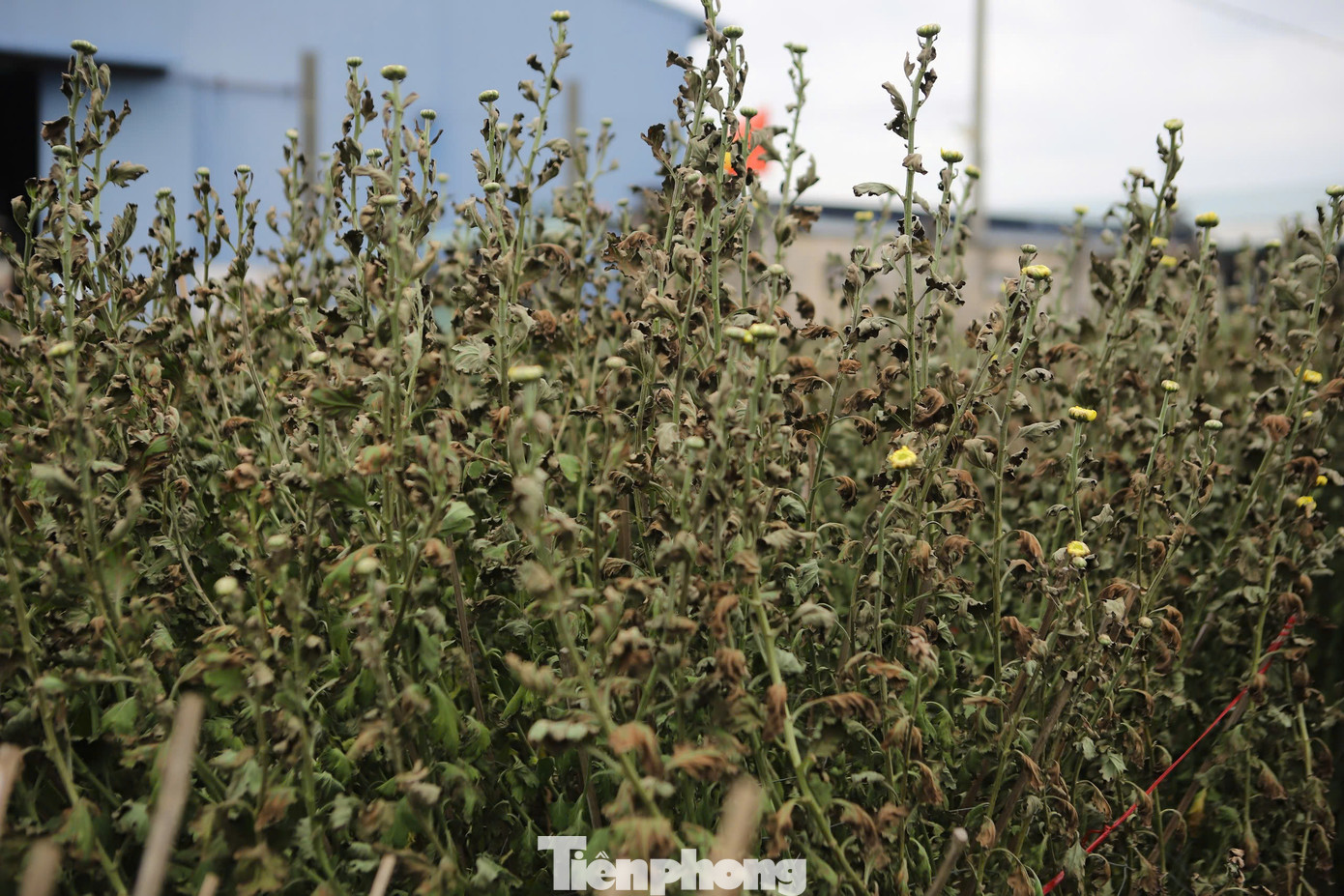 Một nhà vườn khác là ông Lê Trung Hiếu (62 tuổi, phường Bình Định) cũng thử lấy một ít nước từ phuy của bà Lý, tưới cho một chậu hoa cúc trong vườn nhà mình. Kết quả chậu hoa úa và chết ngay sau đó.