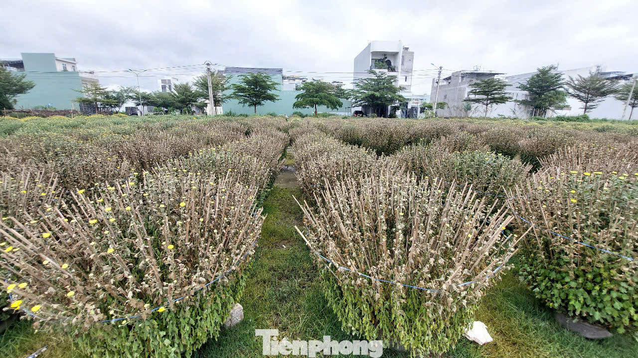 “Tôi trồng hoa ở đây mấy chục năm rồi, chưa thấy tình trạng này. Xót xa lắm! Vốn liếng, công sức cả năm trời chỉ trông chờ vào vụ hoa Tết, mà giờ chết hết thế này. Giờ chỉ chờ công an vào cuộc điều tra, vì nếu vụ việc không được sáng tỏ, tình trạng này sẽ còn tái diễn", ông Hiếu lo lắng.