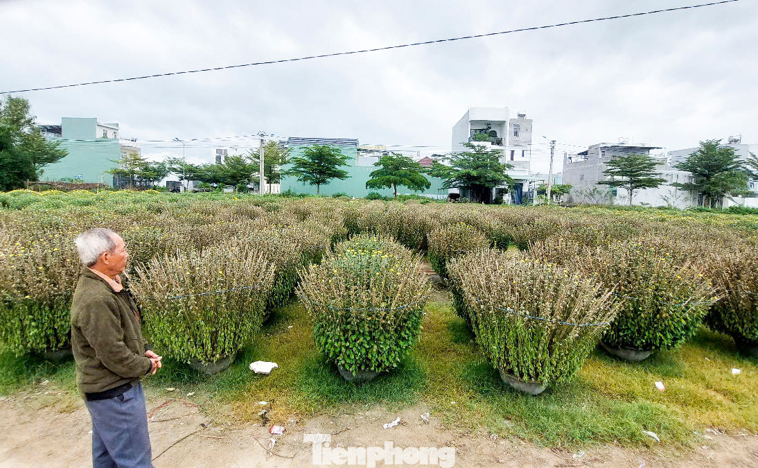 Nhà vườn bất lực nhìn những chậu cúc Tết đang chết dần chết mòn.