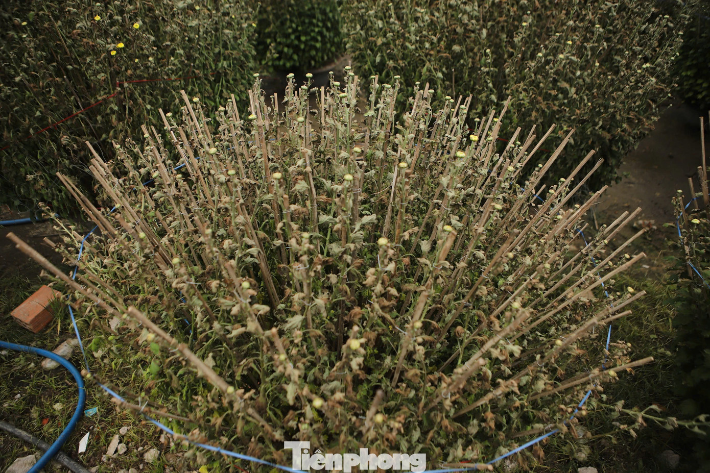 Vụ hoa Tết năm nay, vợ chồng bà Lý trồng hơn 300 chậu hoa cúc, được đầu tư, chăm sóc tỉ mỉ, nhưng không ngờ xảy ra cơ sự khiến hai vợ chồng lâm cảnh trắng tay.