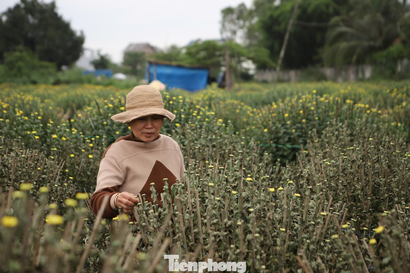 Những ngày qua, vợ chồng bà Đặng Thị Lý (55 tuổi, phường Bình Định, thị xã An Nhơn, Bình Định) đứng ngồi không yên khi nhìn hàng trăm chậu hoa cúc Tết chuẩn bị xuất bán bỗng dưng héo úa và chết dần.