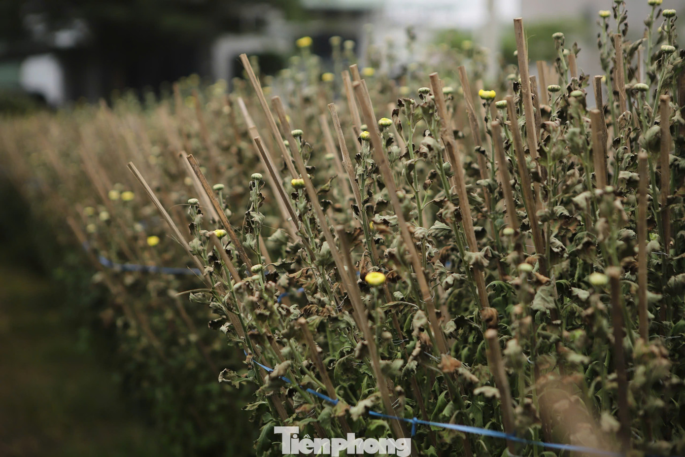 Theo bà Lý, chiều 8/1, vợ chồng bà tưới nước cho hoa như bình thường. Sáng hôm sau, hoa trong vườn đã rũ xuống, héo úa, chết dần mà không rõ nguyên do. Kiểm tra phuy chứa nước thì phát hiện dấu hiệu bất thường, nghi có người đổ thuốc vào nước nên gia đình bà đã trình báo cơ quan công an.