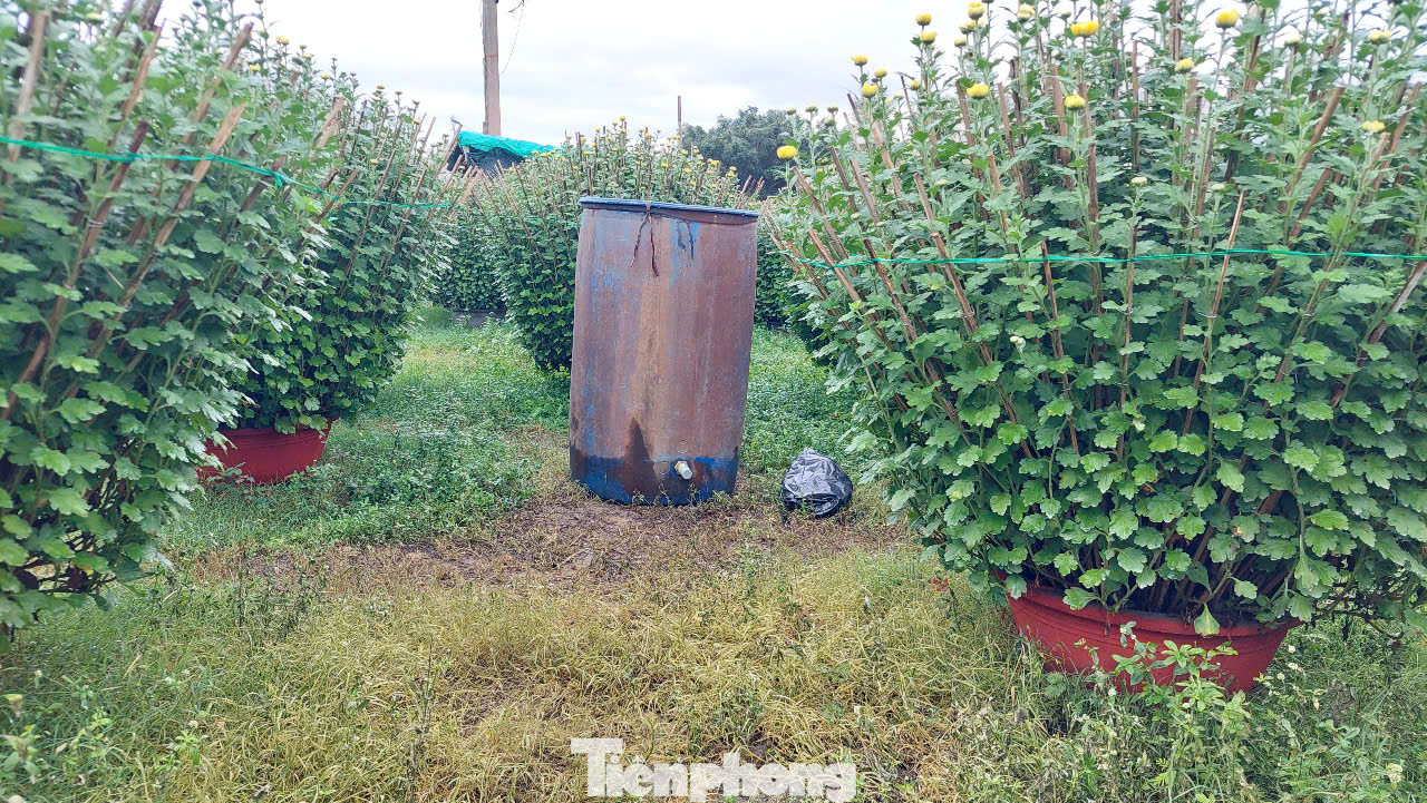 Bà Phạm Thị Lành (51 tuổi, phường Bình Định), có vườn cúc bên cạnh cho hay, mọi hôm lấy nước trong phuy để tưới thì không có bọt, tuy nhiên hôm đó khi thấy nước để tưới thì phát hiện bọt quá nhiều. Lo lắng có việc chẳng lành nên bà đã đổ hết nước đi không tưới, chỉ vừa tưới cho 1 chậu, và chậu hoa cũng đã héo và chết sau đó.