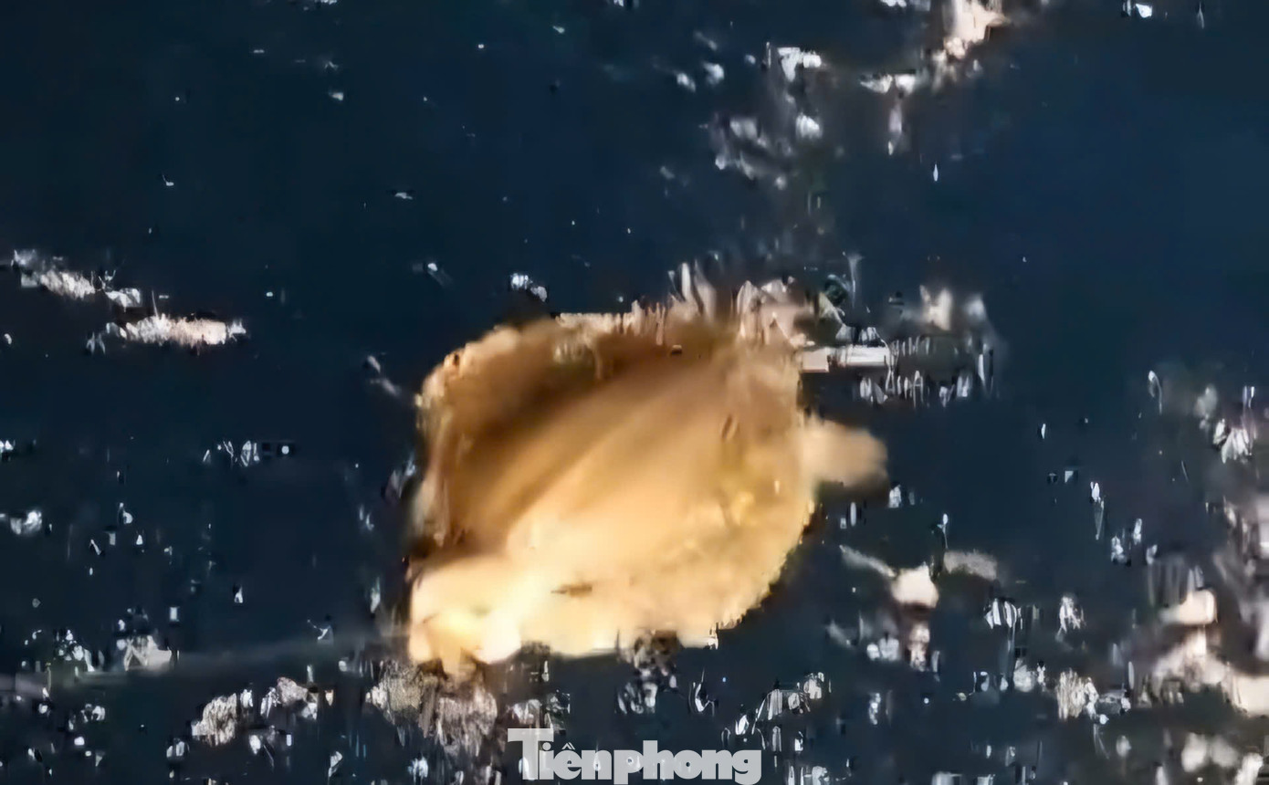 Rùa biển dính câu được ngư dân cứu hộ, thả về biển. Rùa biển dính câu được ngư dân cứu hộ, thả về biển.