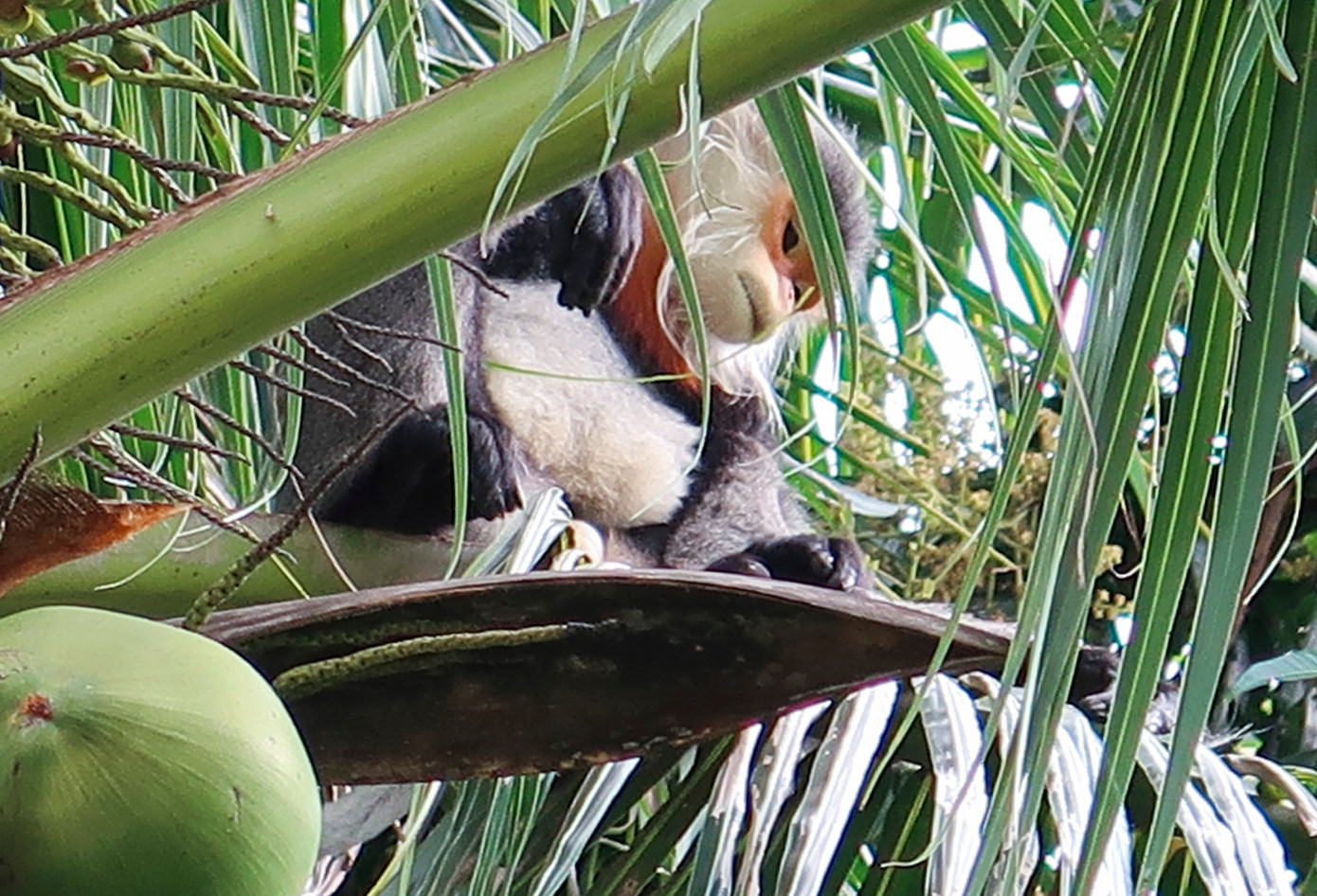 Hình ảnh cá thể voọc chà vá chân xám ghi lại được. Ảnh: Hạt Kiểm lâm TP Tuy Hòa Hình ảnh cá thể voọc chà vá chân xám ghi lại được. Ảnh: Hạt Kiểm lâm TP Tuy Hòa