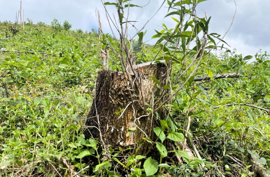 Gốc cây bị khai thác. Ảnh: Đ.H