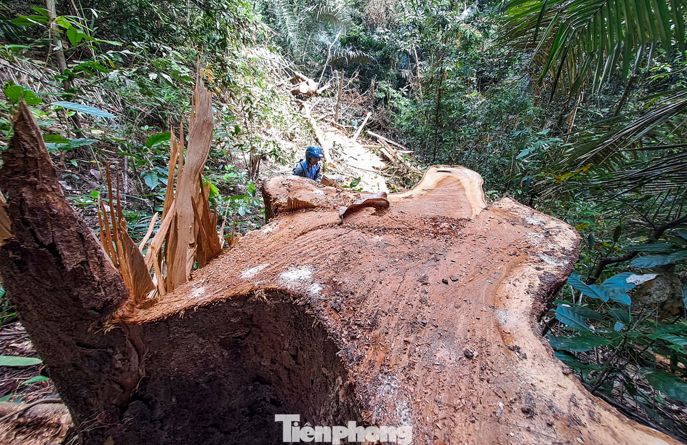 Những gốc cây có đường kính lớn bị cưa hạ. Ảnh: Trương Định Những gốc cây có đường kính lớn bị cưa hạ. Ảnh: Trương Định