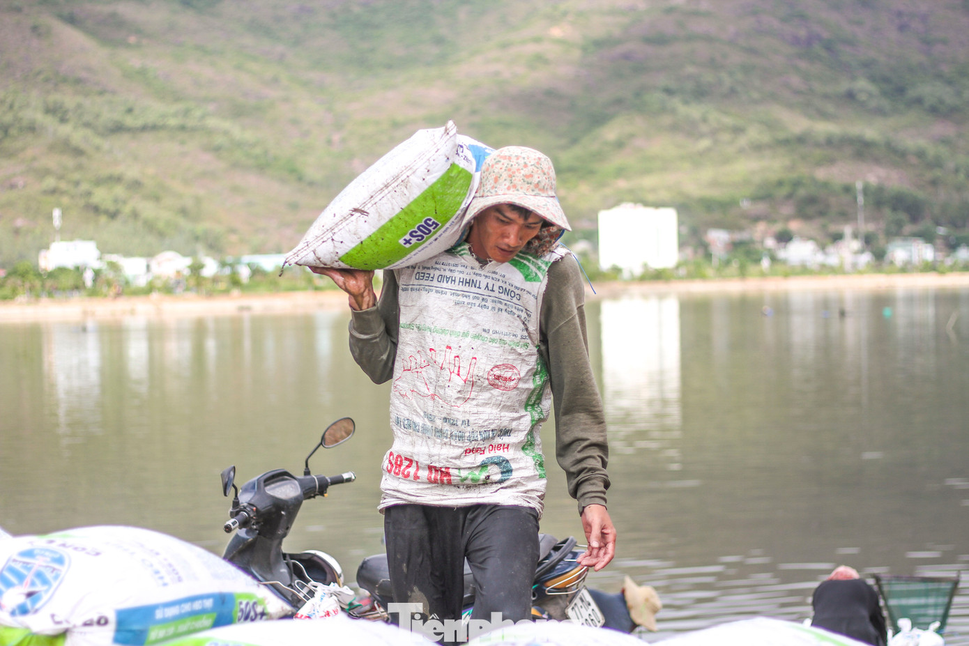 Khi hến đã sạch được cho vào bao tải, đưa vào bờ bán cho thương lái. Người dân cho biết, giá bán bình quân khoảng 70 ngàn đồng/1 bao (mỗi bao nặng khoảng 40kg) được người mua chở vào thị xã Sông Cầu (Phú Yên) để cho tôm hùm ăn. (Ảnh: Trương Định)