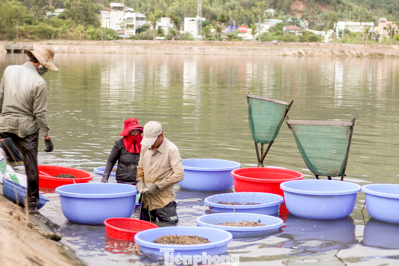 Công việc cào hến thì mùa nào cũng làm được, tuy nhiên còn phải phụ thuộc vào mực nước, gió. (Ảnh: Trương Định)
