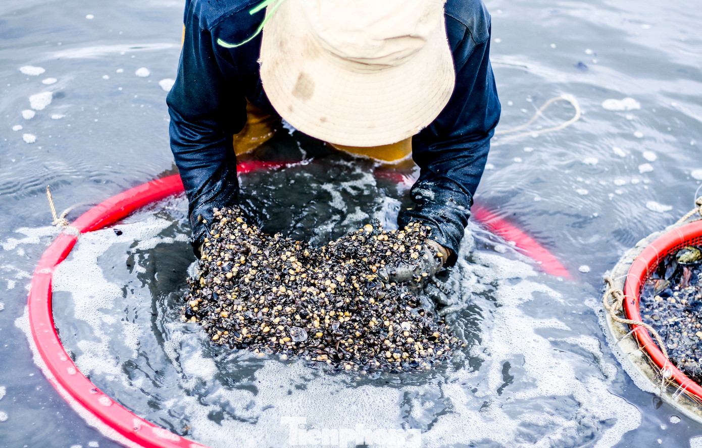 Hến sau khi cào dưới hồ lên sẽ tiếp tục được sàng lọc cho sạch đất, sỏi đá và rong rêu. Công đoạn này đơn giản nhưng tốn khá nhiều thời gian và công sức do lượng bùn, rác bám trên hến nhiều. (Ảnh: Trương Định)