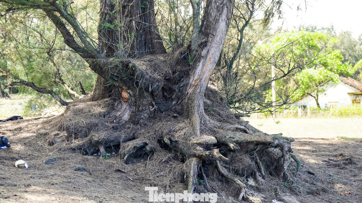 Những gốc dương bị nước biển xâm thực, xói lở ăn sâu.