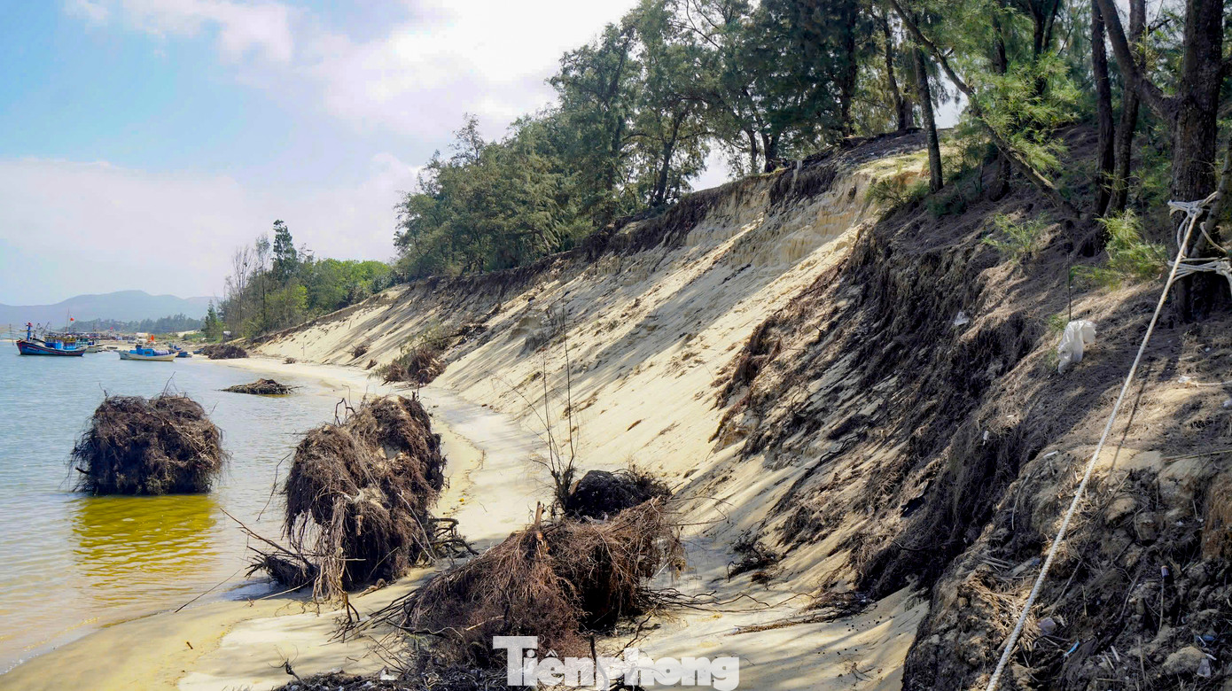 Hiện trạng bờ biển bị xâm thực mạnh, sóng bào mòn từng mét, quật ngã những gốc cây dương.
