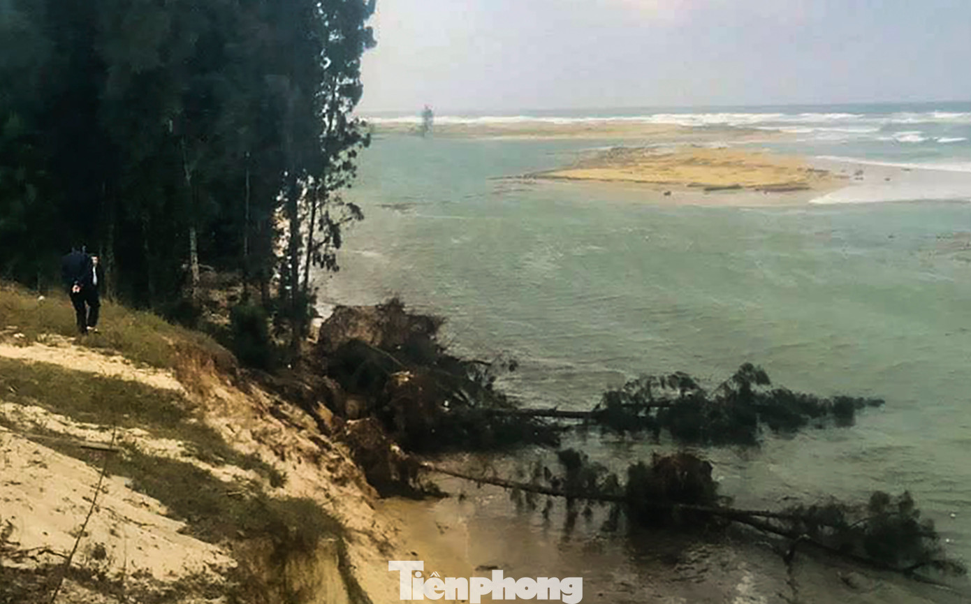 Nhiều cây dương bị quật ngã đổ xuống biển.