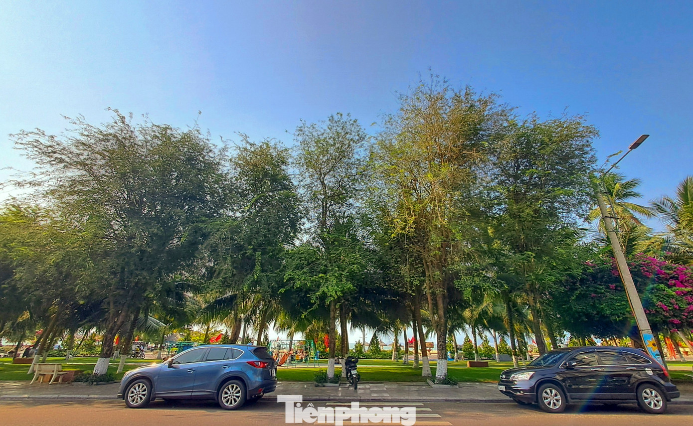 Công viên cây xanh dọc tuyến đường TP. Quy Nhơn. Ảnh: Trương Định