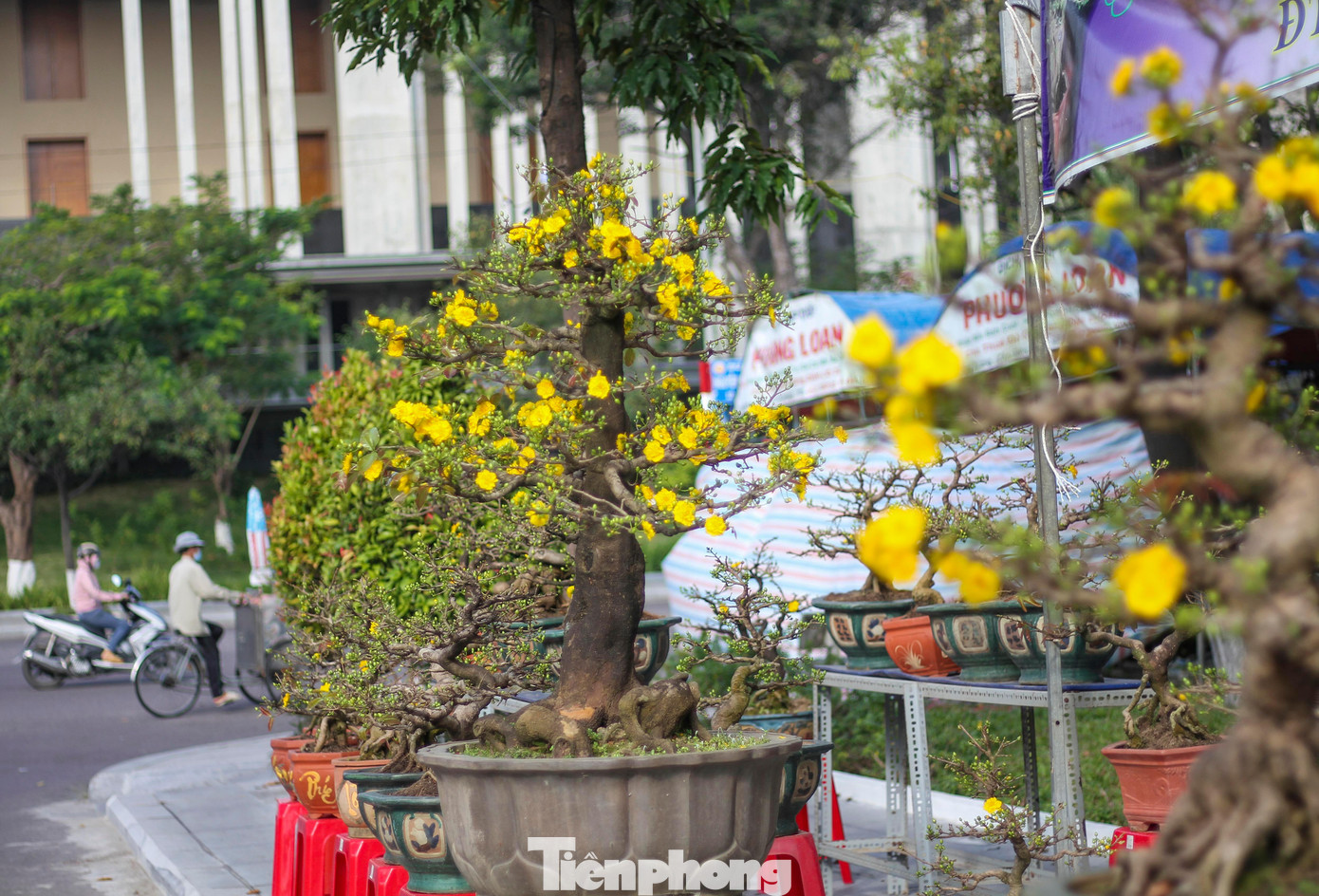 Mai vàng khoe sắc, hoa Tết xuống phố biển Quy Nhơn ảnh 10