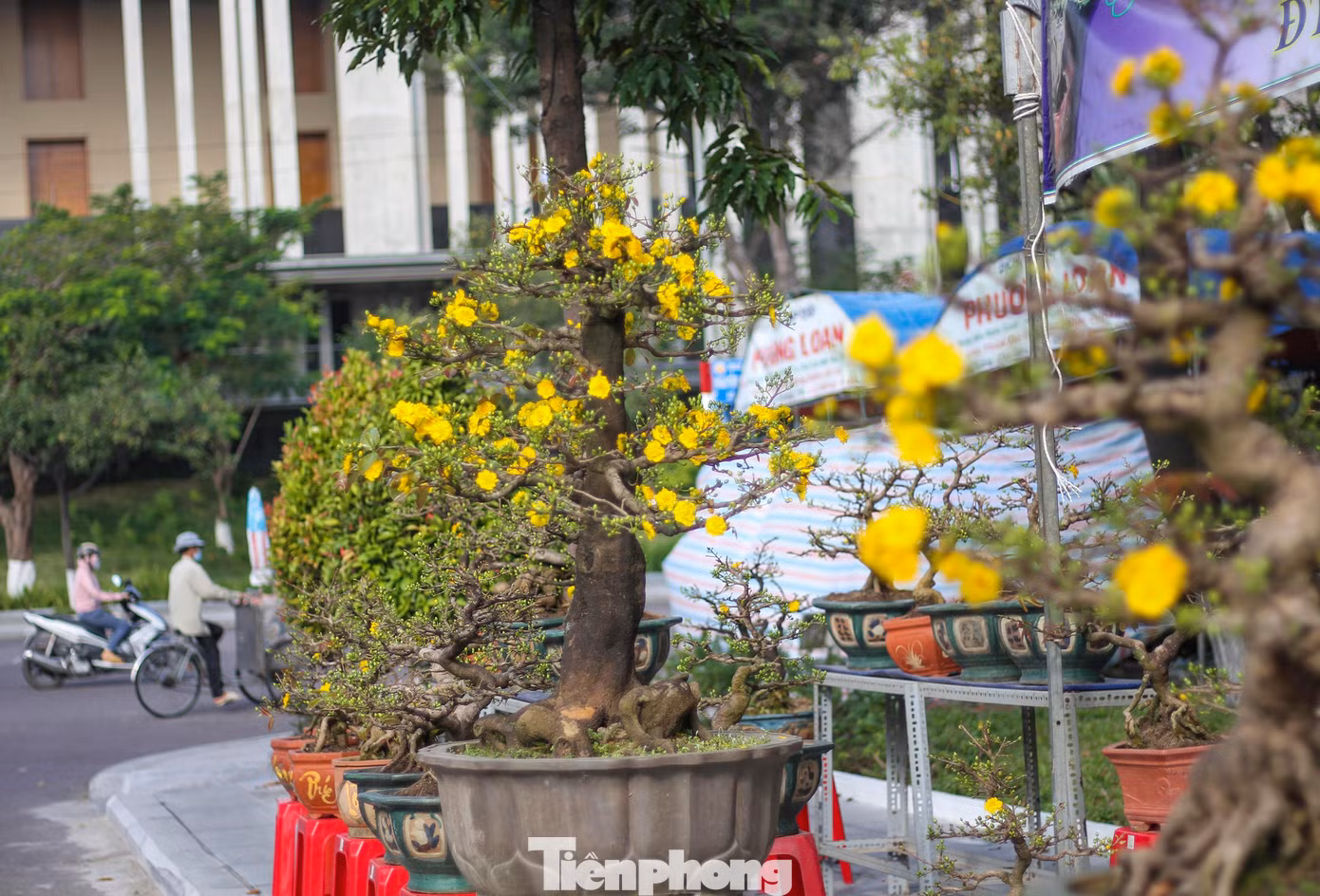 Mai vàng khoe sắc, hoa Tết xuống phố biển Quy Nhơn ảnh 10