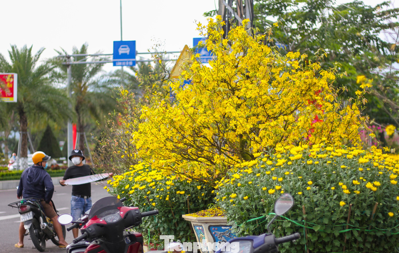 Mai vàng khoe sắc, hoa Tết xuống phố biển Quy Nhơn ảnh 1