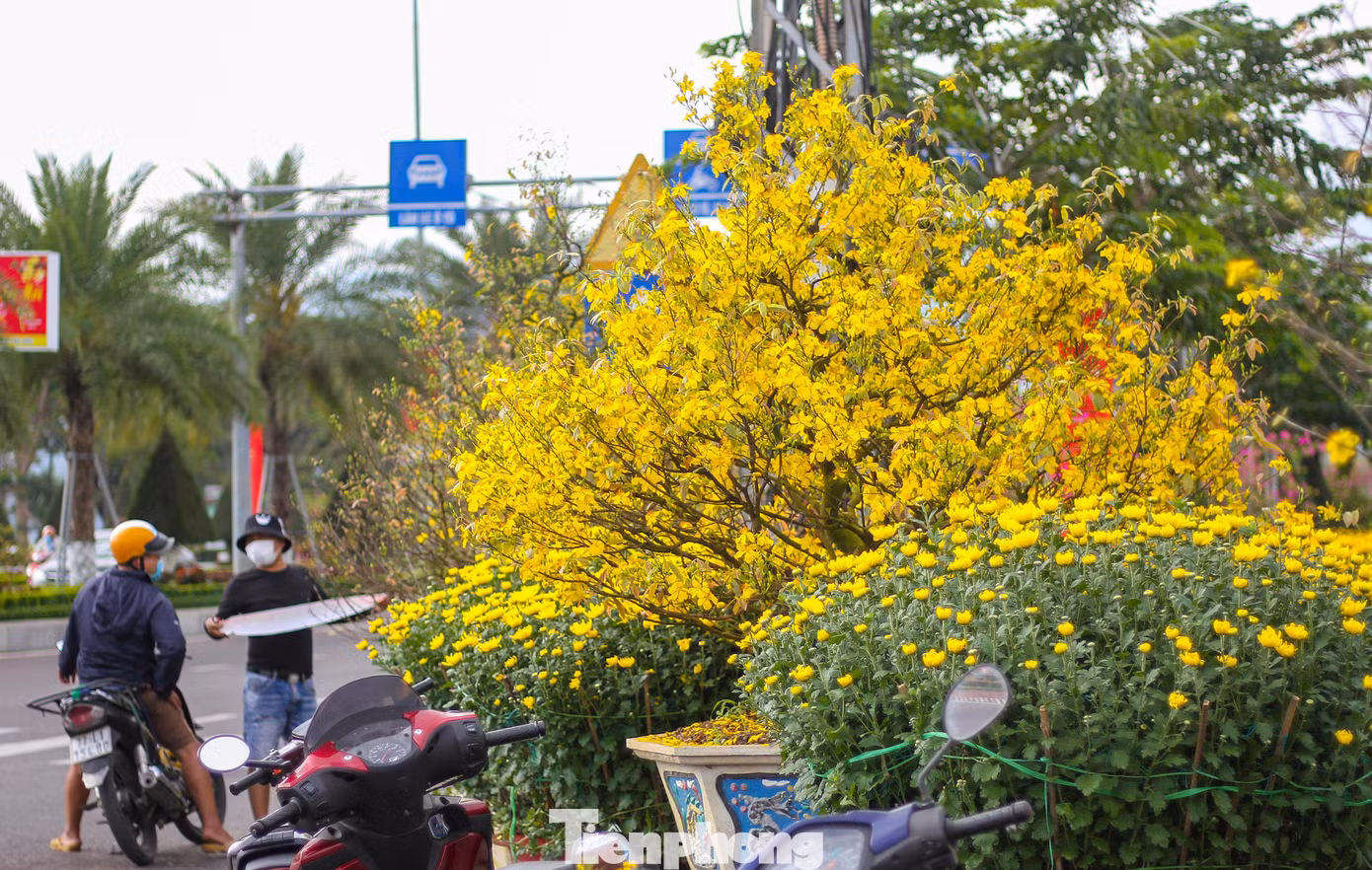 Mai vàng khoe sắc, hoa Tết xuống phố biển Quy Nhơn ảnh 1