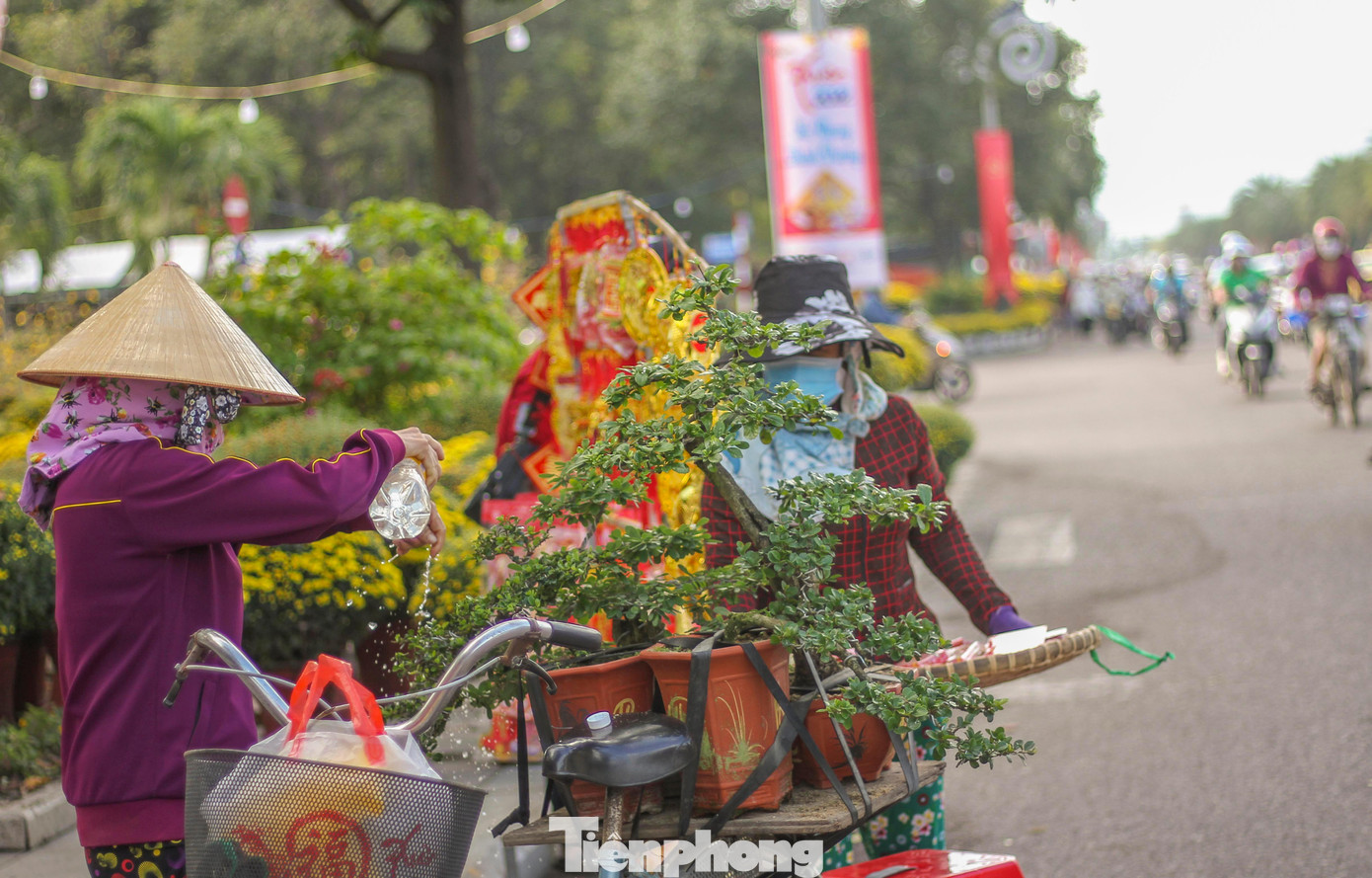 Mai vàng khoe sắc, hoa Tết xuống phố biển Quy Nhơn ảnh 2