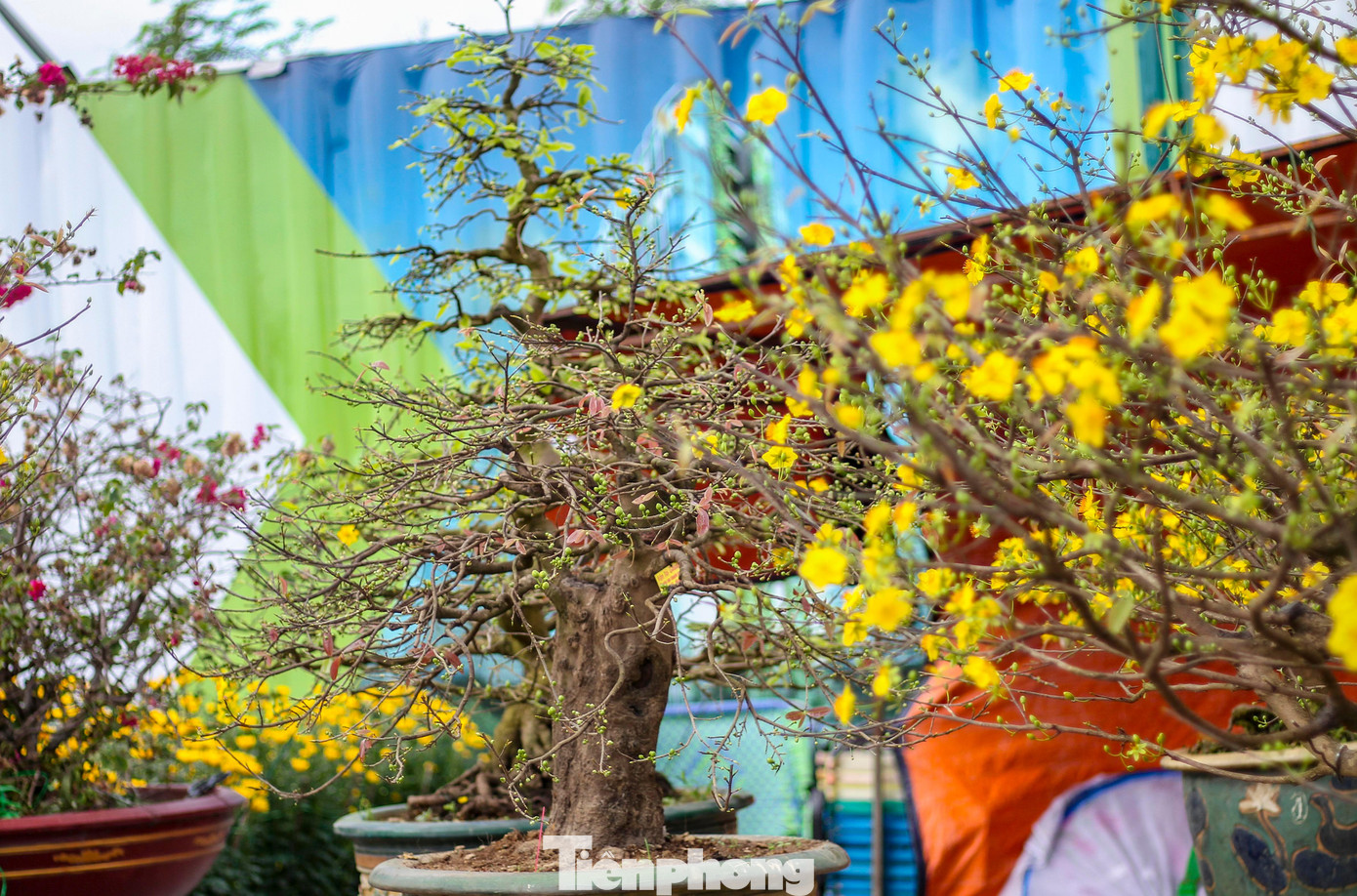 Mai vàng khoe sắc, hoa Tết xuống phố biển Quy Nhơn ảnh 5