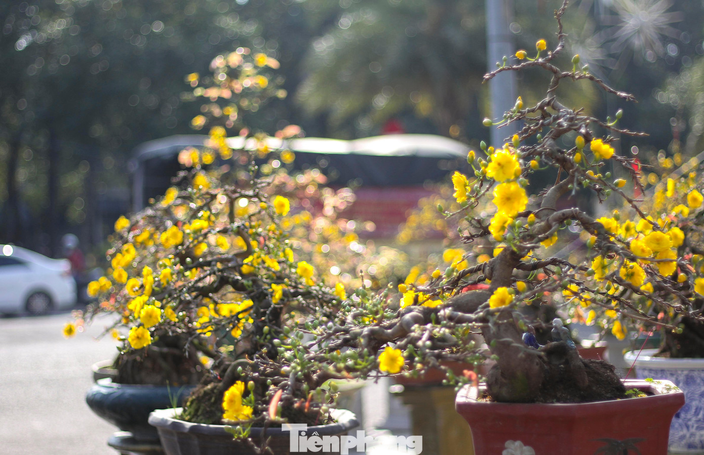 Mai vàng khoe sắc, hoa Tết xuống phố biển Quy Nhơn ảnh 4