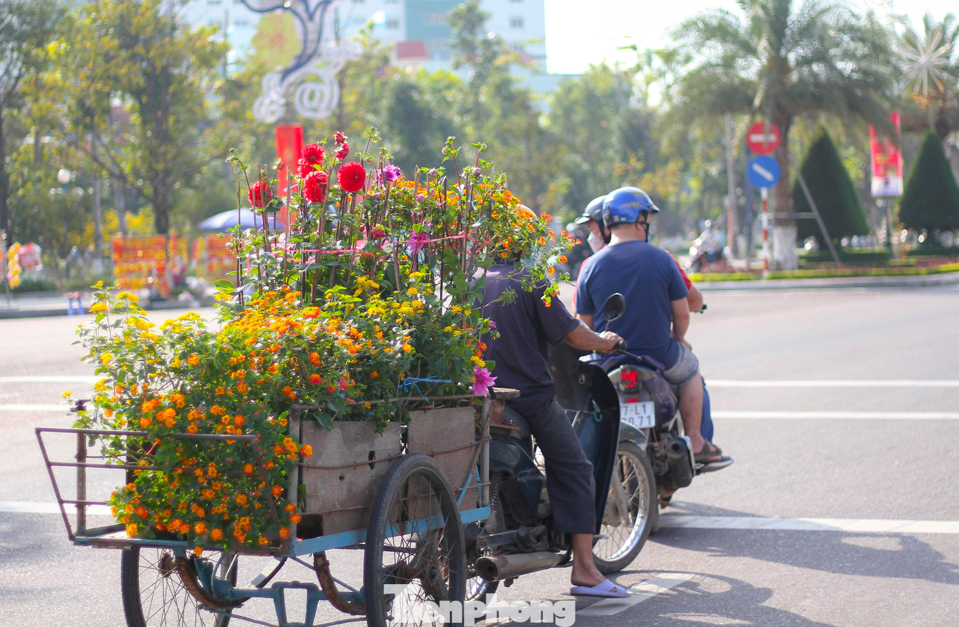 Mai vàng khoe sắc, hoa Tết xuống phố biển Quy Nhơn ảnh 3