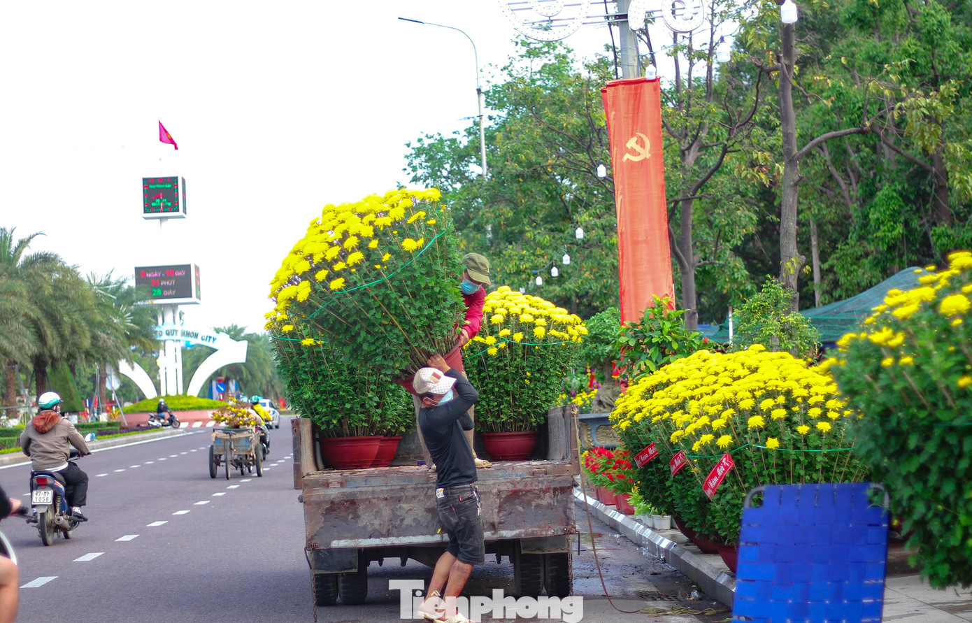 Mai vàng khoe sắc, hoa Tết xuống phố biển Quy Nhơn ảnh 6