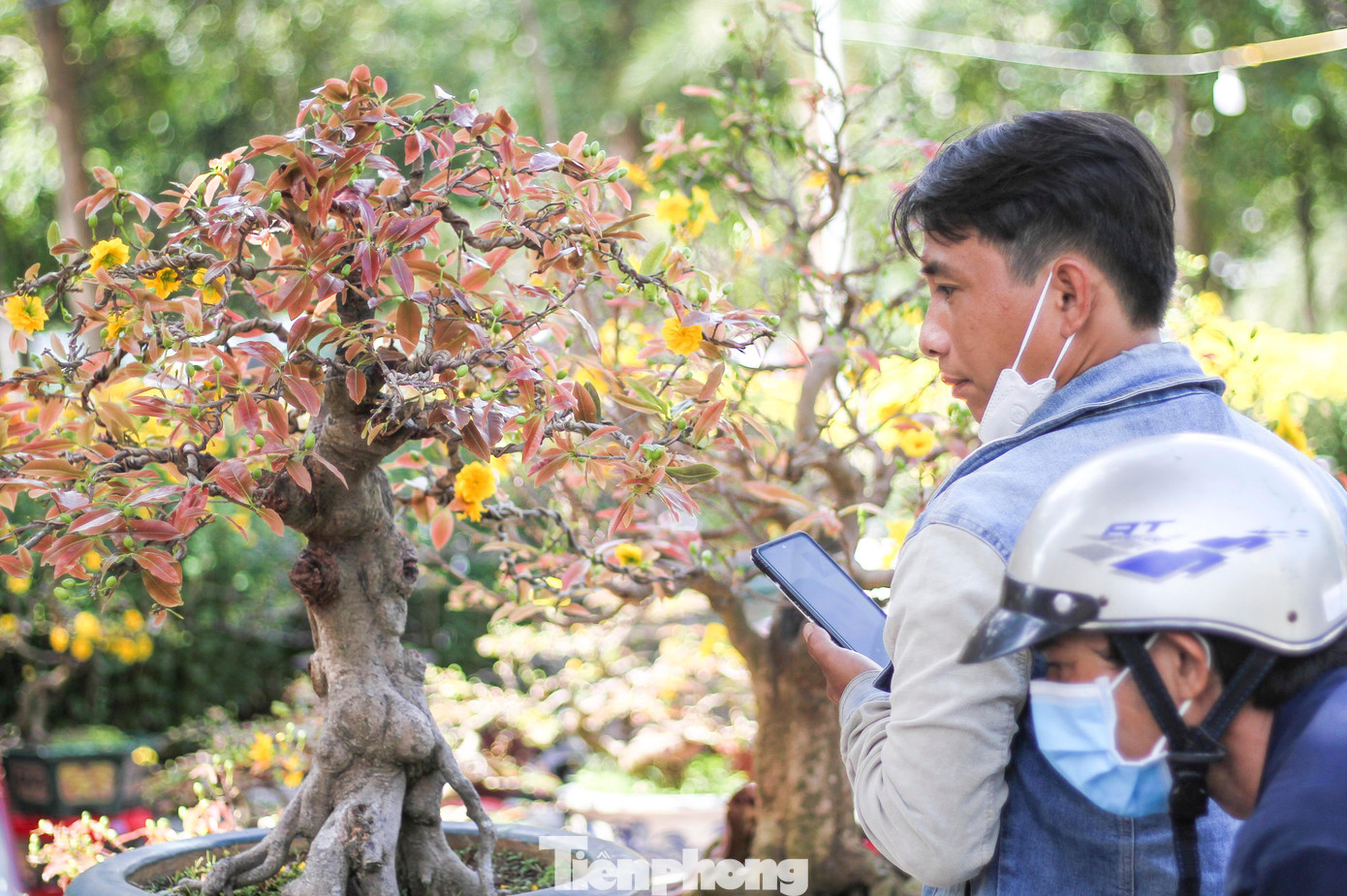 Mai vàng khoe sắc, hoa Tết xuống phố biển Quy Nhơn ảnh 9