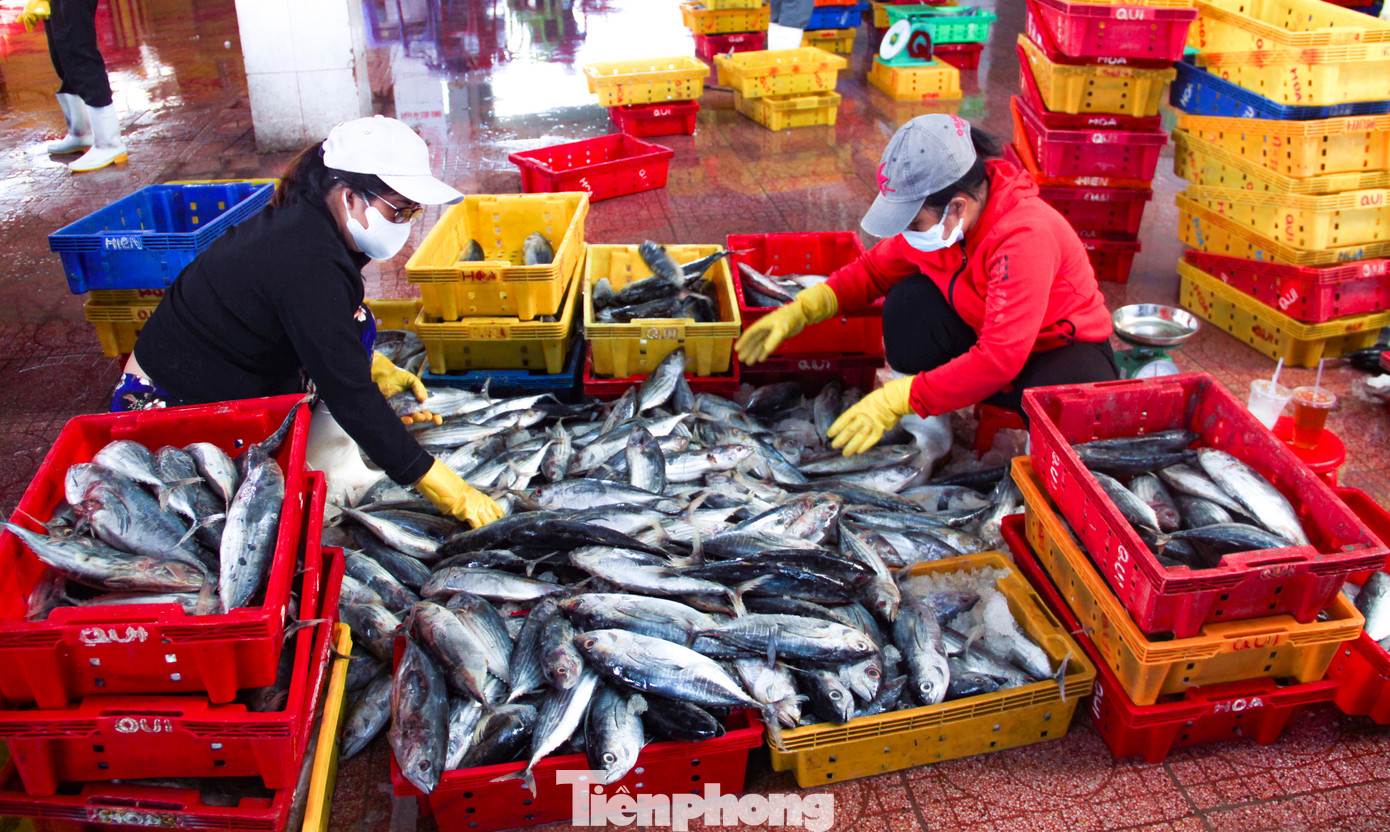 Cá ngừ vằn ngư dân Bình Định đánh bắt được bán cho thương lái. Ảnh: Trương Định. Cá ngừ vằn ngư dân Bình Định đánh bắt được bán cho thương lái. Ảnh: Trương Định.