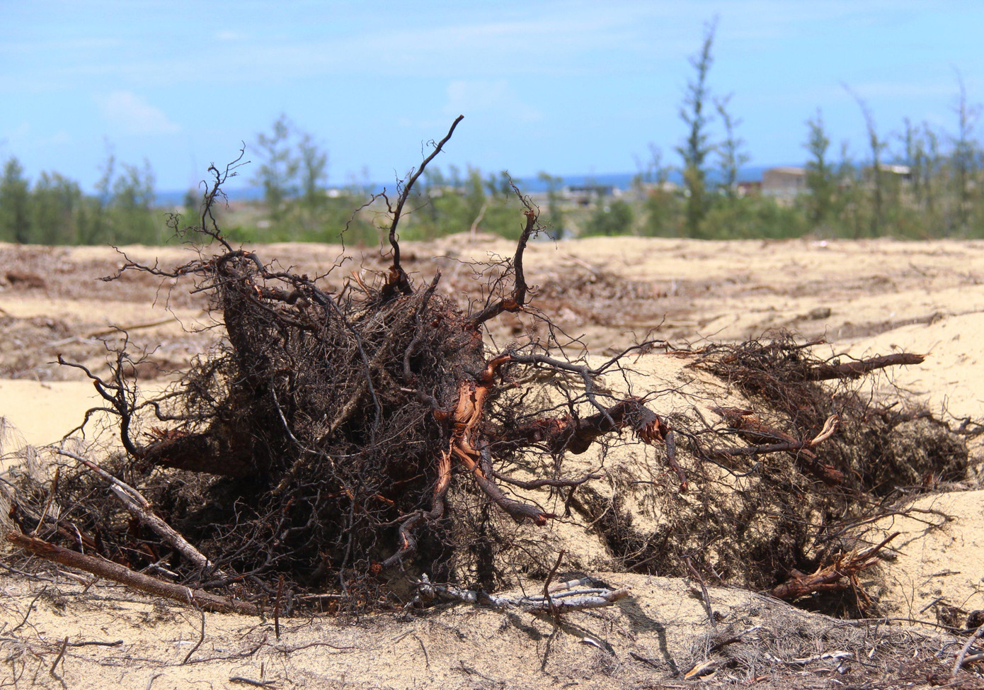 Những gốc cây dương bị nhổ, nằm phơi gốc.