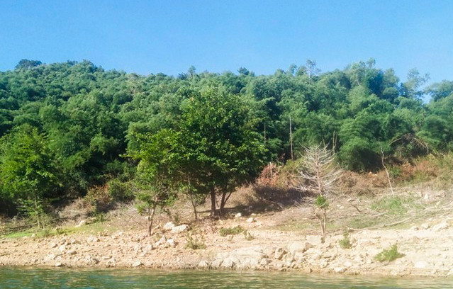 Đã thu hồi 138ha đất rừng phòng hộ cấp sai cho gia đình nguyên Bí thư huyện Vĩnh Thạnh.