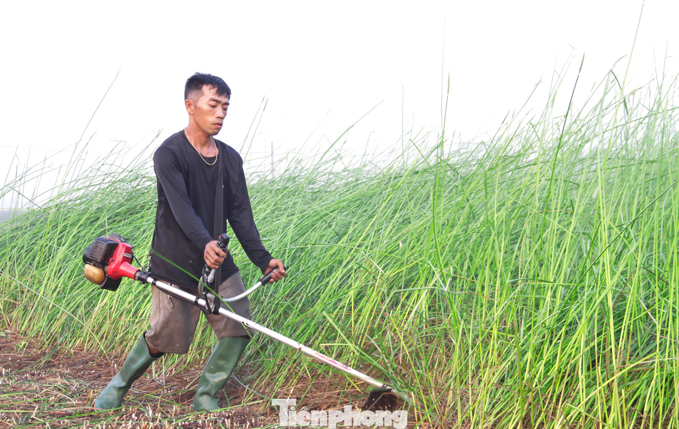Ngoài thu hoạch bằng tay (dùng liềm) theo truyền thống, người dân còn sử dụng máy cắt để thuận lợi hơn trong công việc. Ảnh: Trương Định