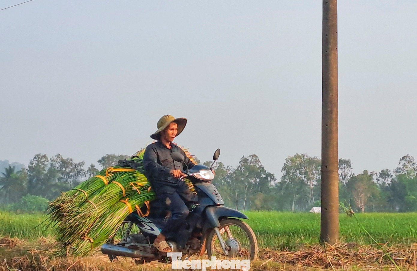 Chở cói về nhà. Ảnh: Trương Định