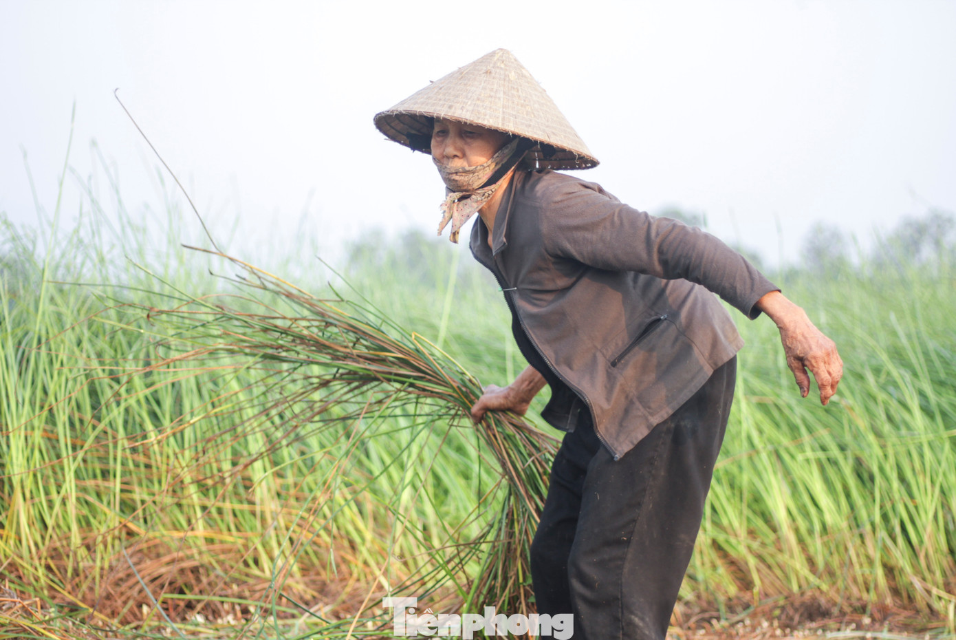 Với thâm niên hàng chục năm làm chiếu, bà Mai Thị Trương (68 tuổi) cho biết, để làm ra một tấm chiếu thành phẩm bán ra thị trường tốn rất nhiều công đoạn và thời gian. Cây cói sau khi thu hoạch sẽ được chẻ nhỏ thành từng lát mỏng, phơi khô từ 2 đến 3 nắng, nếu ai nhuộm màu thì phơi nắng dài thêm sau đó đem đi dệt. Ảnh: Trương Định